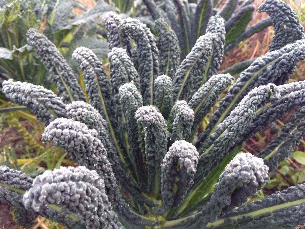 plant met omschrijving